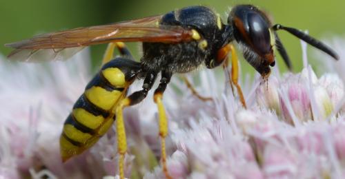 Philanthus triangulum